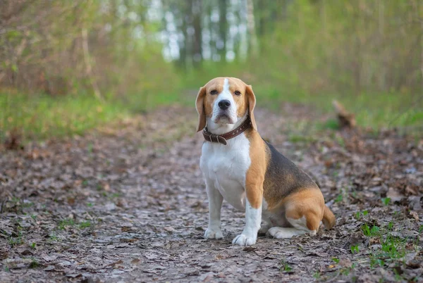 Beagle pour une promenade dans le parc de printemps — Photo