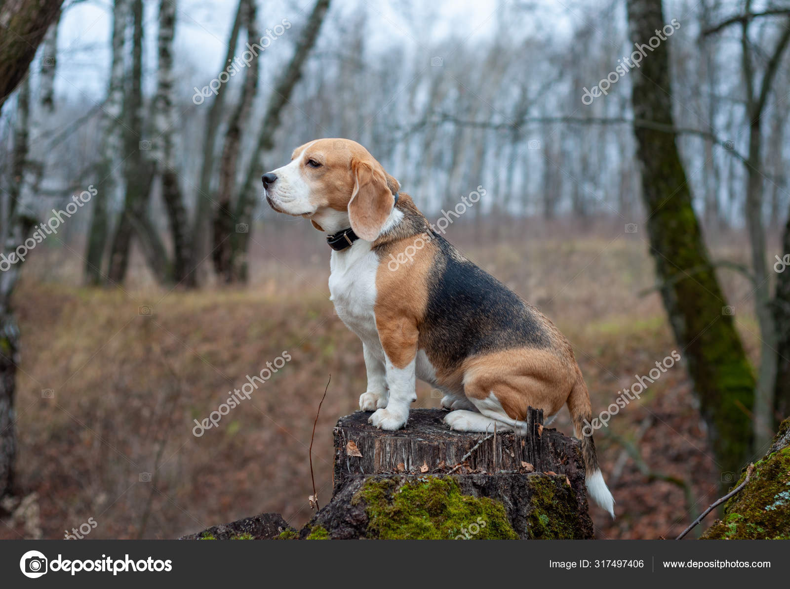 Hunderasse Beagle sitzt lustig auf einem Baumstumpf im Herbstpark