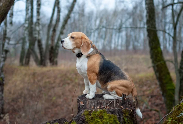 Hunderasse Beagle sitzt lustig auf einem Baumstumpf im Herbstpark — Stockfoto