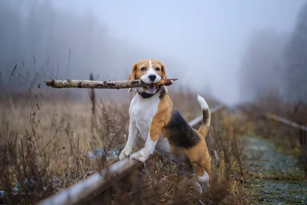 Zabawny pies rasy Beagle trzymając kij w zębach podczas spaceru w jesiennym parku w gęstej mgle — Zdjęcie stockowe