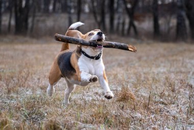 Köpek cinsi Beagle yürüyüş sırasında sopayla oynuyor.
