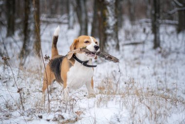 Köpek çiftleşmesi Beagle kışın yürüyüşe çıkar Park karla kaplanır