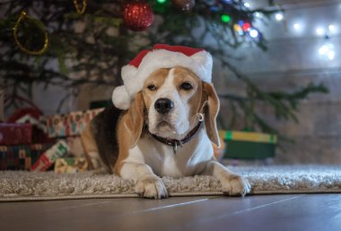 Güzel bir Noel ağacının arka planında kırmızı bir Noel Baba şapkası takan komik köpek yavrusu Beagle.