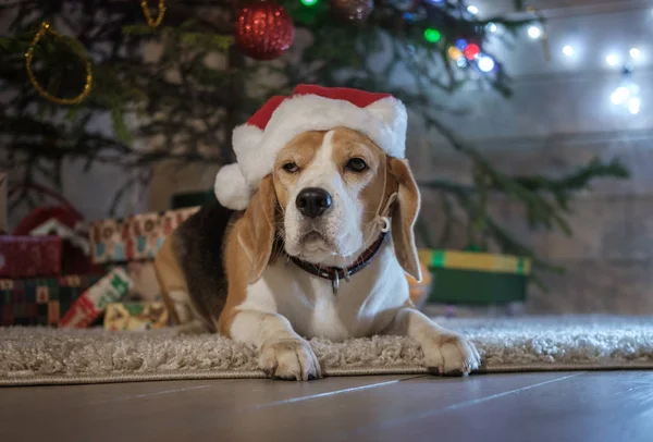 Güzel bir Noel ağacının arka planında kırmızı bir Noel Baba şapkası takan komik köpek yavrusu Beagle.