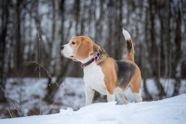 Kar kaplı kış parkında yürüyüş yapan bir Beagle köpeğinin portresi.