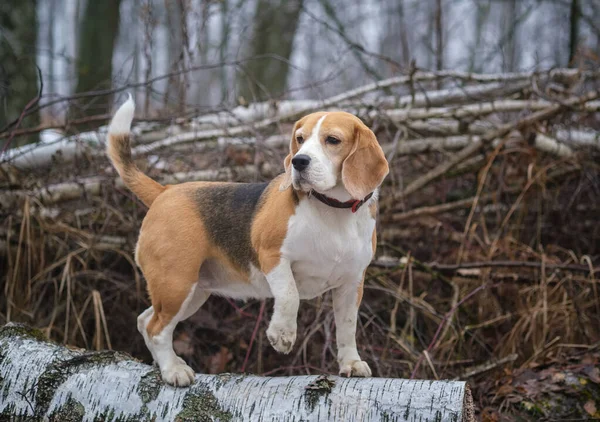 Chien Beagle Lors Une Promenade Dans Forêt Printanière Par Une — Photo