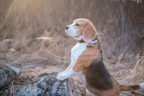 Schattig Beagle Hond Een Wandeling Een Natuurpark Een Lente Avond — Stockfoto
