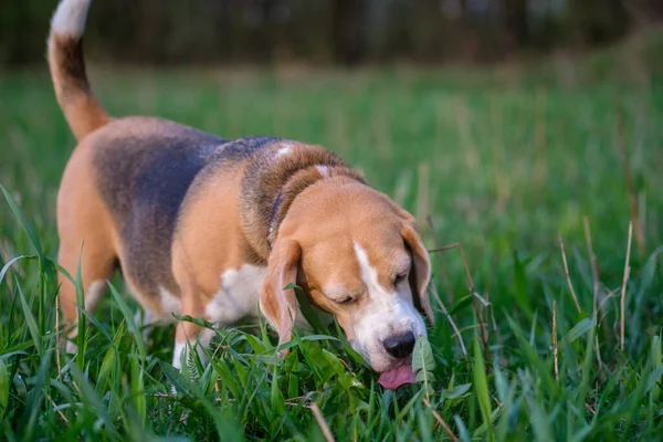 Beagle cinsinden bir köpek bahar aylarında bir çayırda yürürken taze yeşil otlar yer.