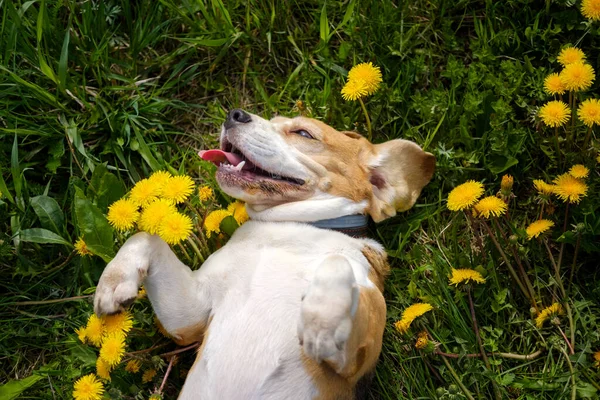 cute dog breed Beagle funny lies paws up on a green meadow among blooming yellow dandelions