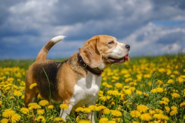 Bir bahar otlağında çiçek açan sarı karahindibaların arasında yürürken bir Beagle köpeği portresi