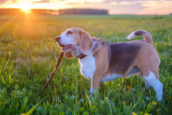 Chien Drôle Race Beagle Avec Bâton Dans Les Dents Lors — Photo
