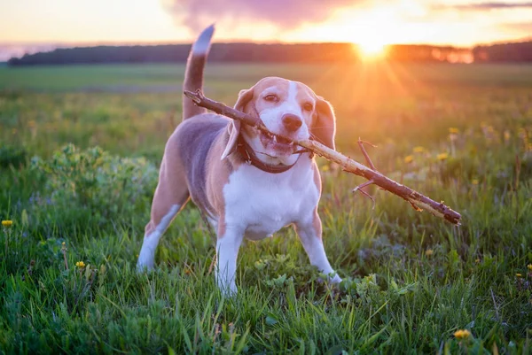 Cão Engraçado Raça Beagle Com Pau Seus Dentes Durante Passeio — Fotografia de Stock