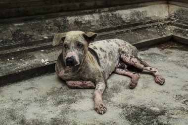 Uyuz köpek çimento yerde yatarken.