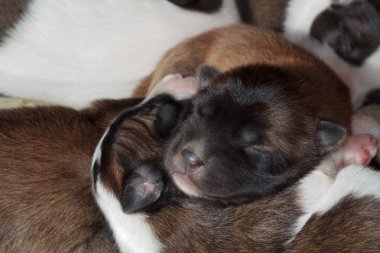 köpek yavrusu uyuyor