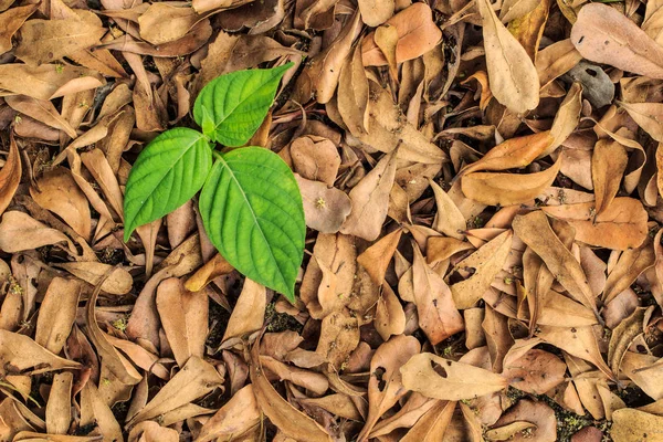 Folhas, frescas e secas — Fotografia de Stock