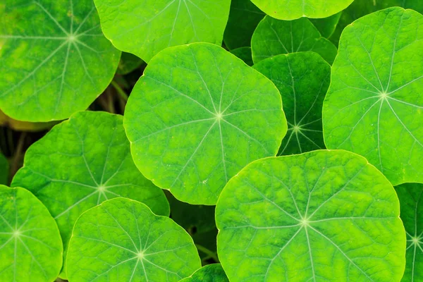 Asiatic lots of bright green. — Stock Photo, Image