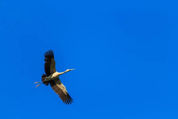 Birds fly in the sky — Stock Photo, Image
