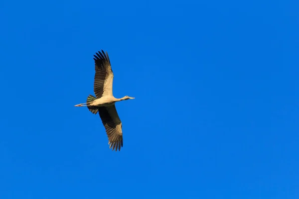 Os pássaros voam no céu — Fotografia de Stock