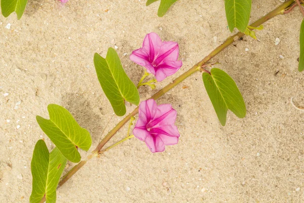 Beach morning-glory — Stock Photo, Image