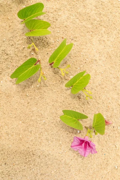 Beach morning-glory — Stock Photo, Image