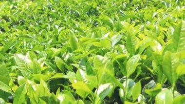 Çay yaprakları parlak güneşin önünde rüzgarda sallanan