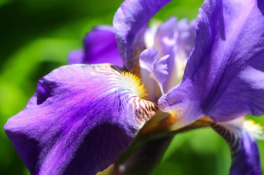 Yeşil zemin üzerine büyük çiçek