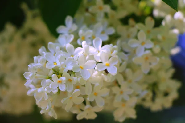 Grote bloem op groene achtergrond — Stockfoto