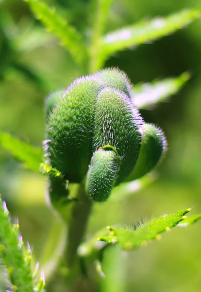 The buds of the poppy on green background — Stock Photo, Image