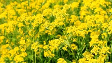 Büyük mor lupines alanında çiçeklerin rüzgardan taşımak