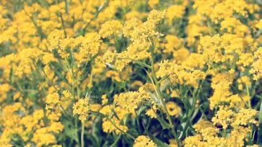 Büyük mor lupines alanında çiçeklerin rüzgardan taşımak