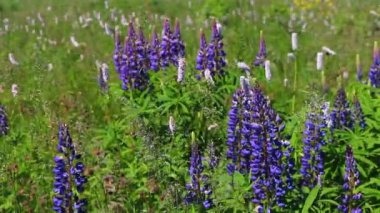 Büyük mor lupines alanında çiçeklerin rüzgardan taşımak