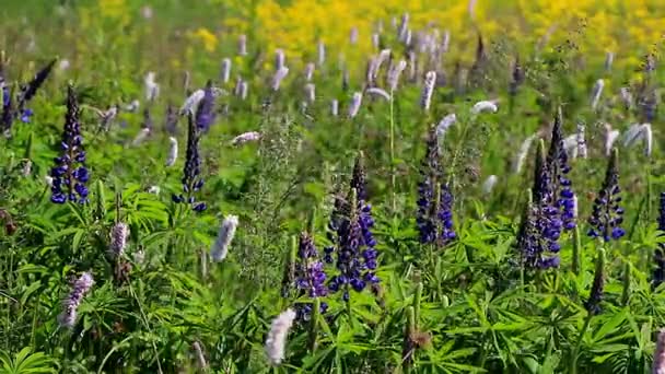 Grandes flores de altramuces morados en el campo se mueven del viento — Vídeos de Stock