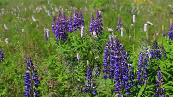 Большие цветы фиолетовых люпин на поле движутся от ветра — стоковое видео