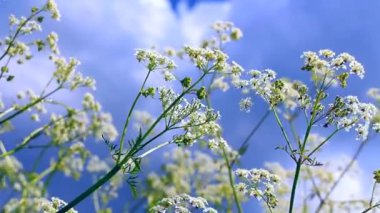 Gökyüzü güneş karşı karşı yüksek çimen