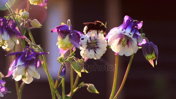 Abelha rasteja ao longo da flor de aquilegia violeta — Vídeo de Stock