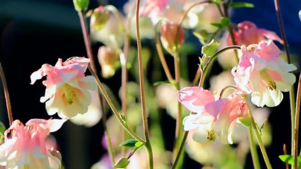 Darázs kúszik mentén a virág lila aquilegia — Stock videók