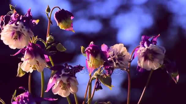 Bumblebee creeps along the flower of violet aquilegia — Stock Video