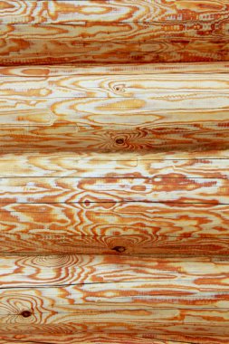 Ahşap gövde bölümü. Ağacın gerçek renk