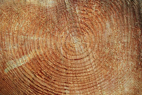 A szakasz egy fa törzse. Az igazi színét a fa — Stock Fotó