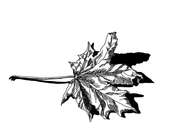 Trockenes gefallenes Ahornblatt. Handzeichnung isolierter Objekte auf weißem Hintergrund — Stockfoto