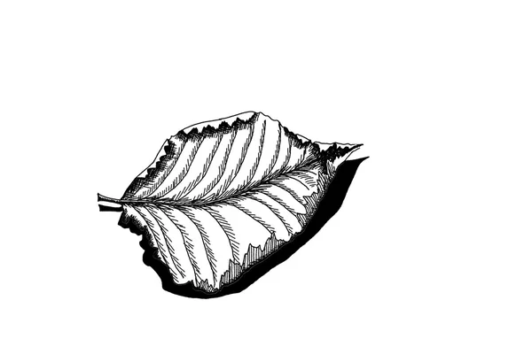 Düşmüş yaprak kuru. El izole nesneleri üzerinde beyaz arka plan çizimi — Stok fotoğraf