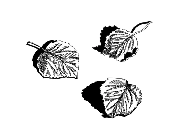 Folhas caídas secas de vidoeiro. Desenho à mão objetos isolados no fundo branco — Fotografia de Stock