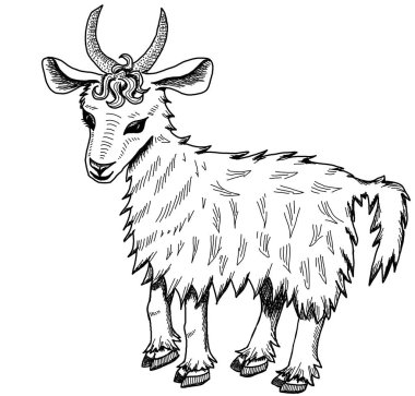 Beyaz arka planda keçi