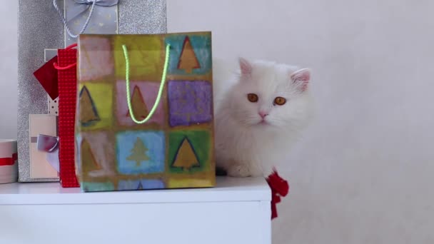 Chat blanc assis sur une chaise et regardant Confetti parmi les cadeaux Nouvel An, veille de Noël — Video