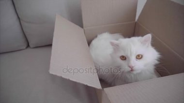 Beyaz kedi kutusu ve oyun oyuncak'hangi hostes atar yalan. Kutusu ile beyaz kanepe içinde yatan kedi.