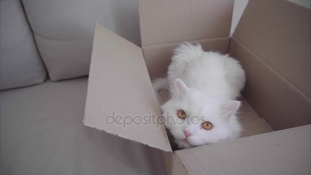 Open Box Lying on Sofa, in Box is Cat, Looking Around, Yawning and Tumbles — Stock Video