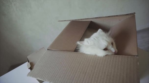 Beyaz kedi sürünerek içine belgili tanımlık kutu ve içinde oturan. — Stok video