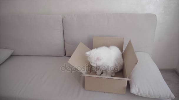 Big White Cat merangkak ke dalam kotak dan duduk di dalamnya . — Stok Video