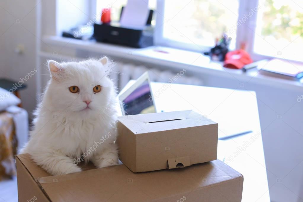 White Cat Sitting on Table And Wants to Get Into Big Box.