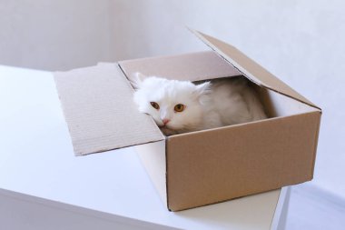 Büyük beyaz kedi sürünerek içine belgili tanımlık kutu ve içinde oturan.